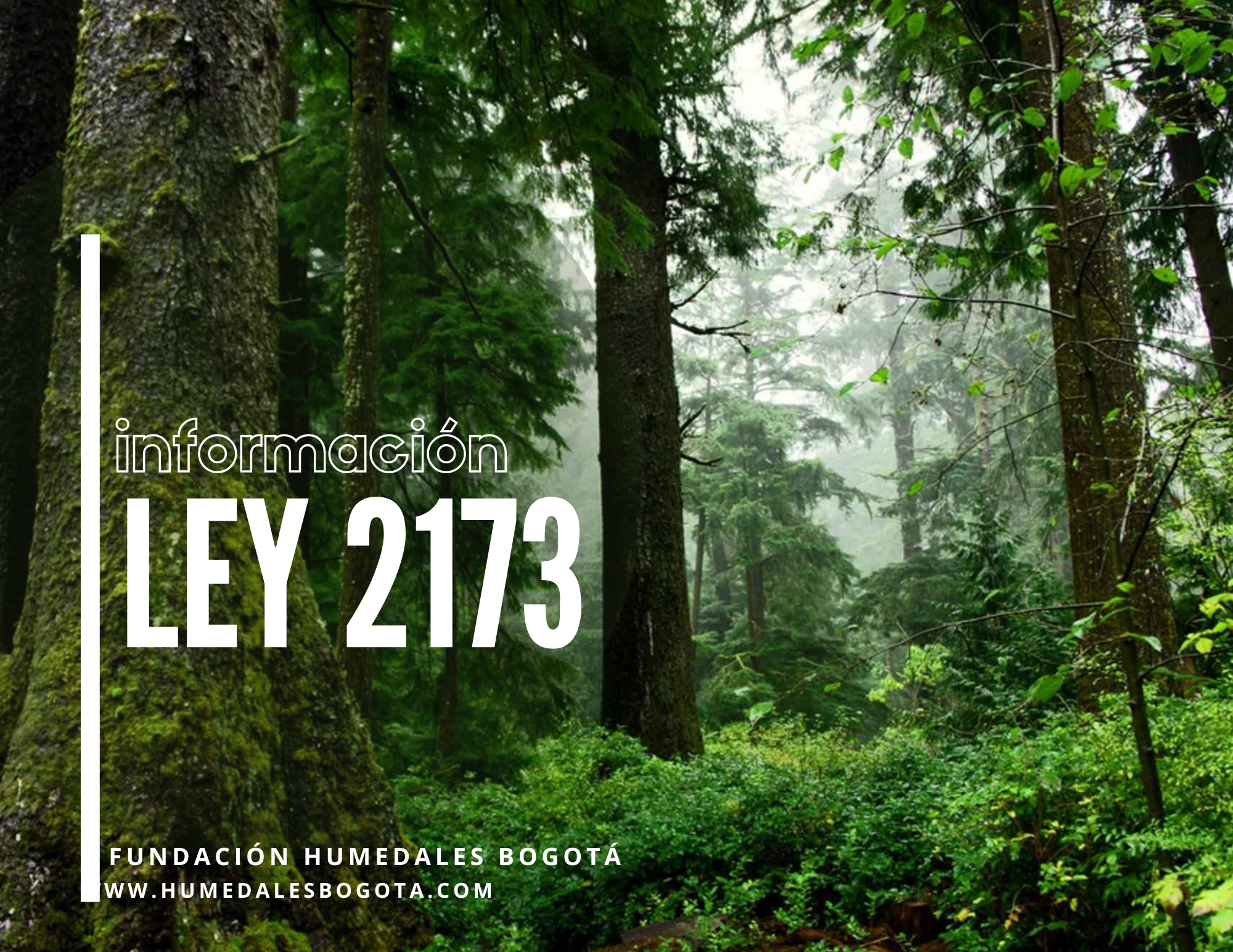 Actualización sobre la ley 2173,  para siembra de árboles con empresas